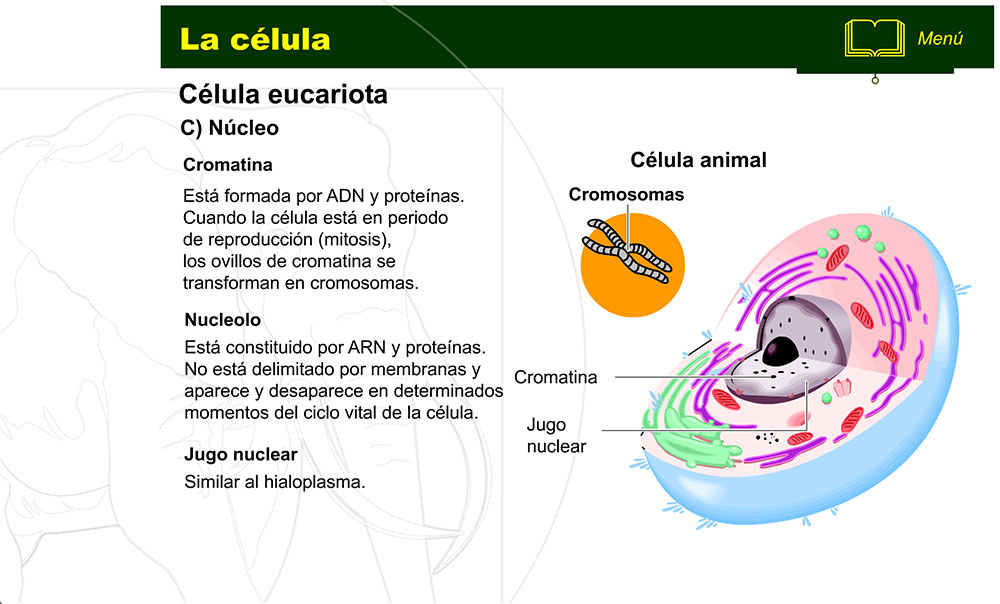zelula-prokariotoa-eta-eukariotoa-15