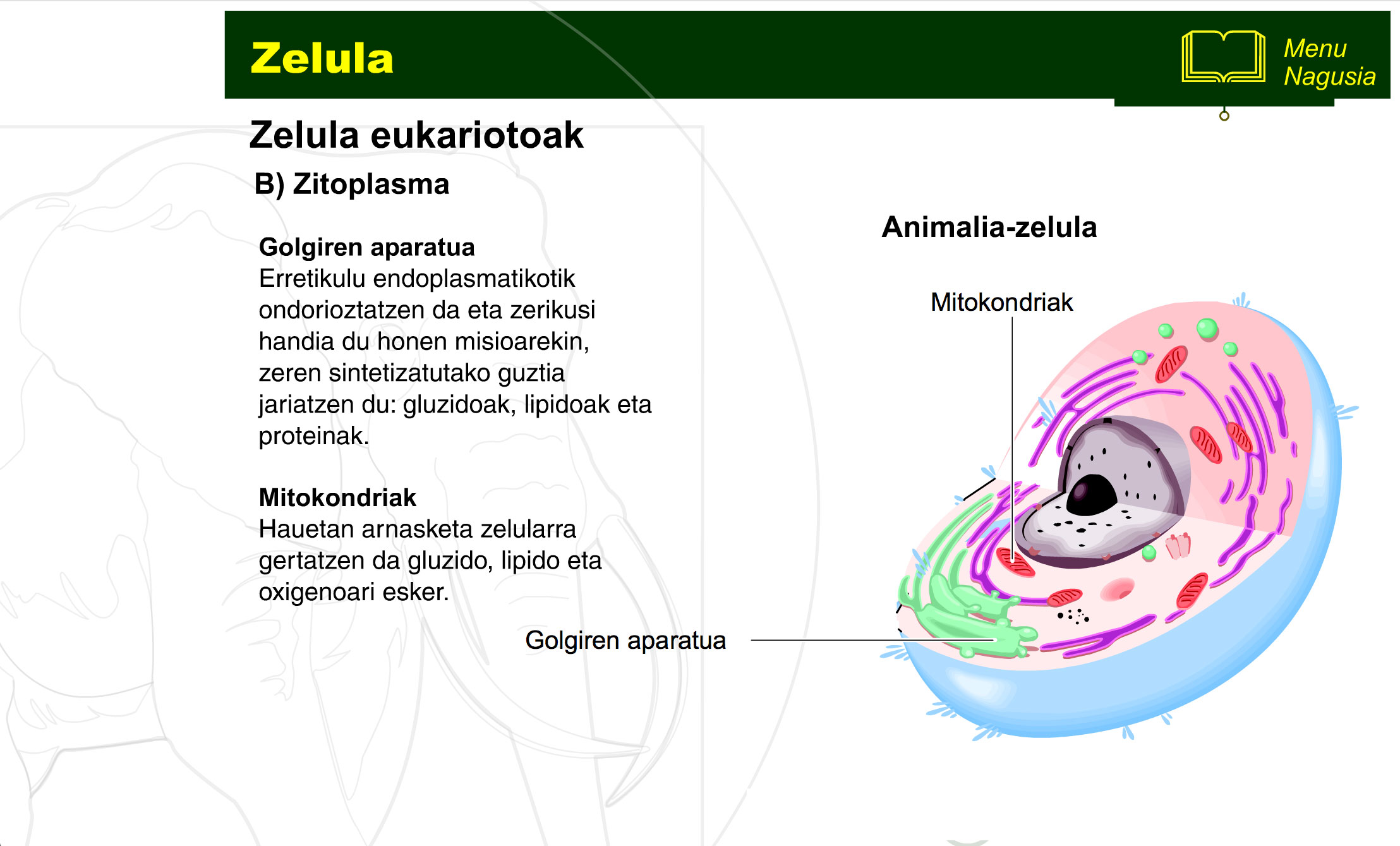 zelula-prokariotoa-eta-eukariotoa-10