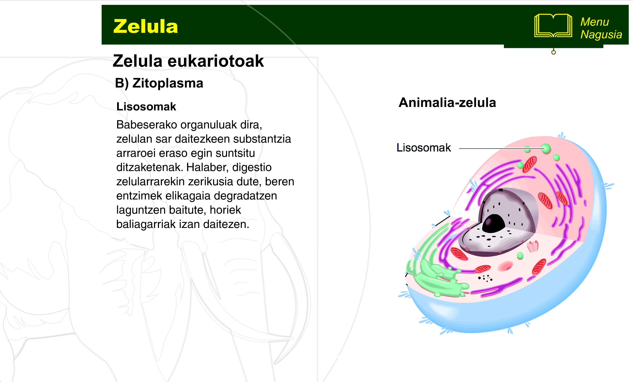 zelula-prokariotoa-eta-eukariotoa-11