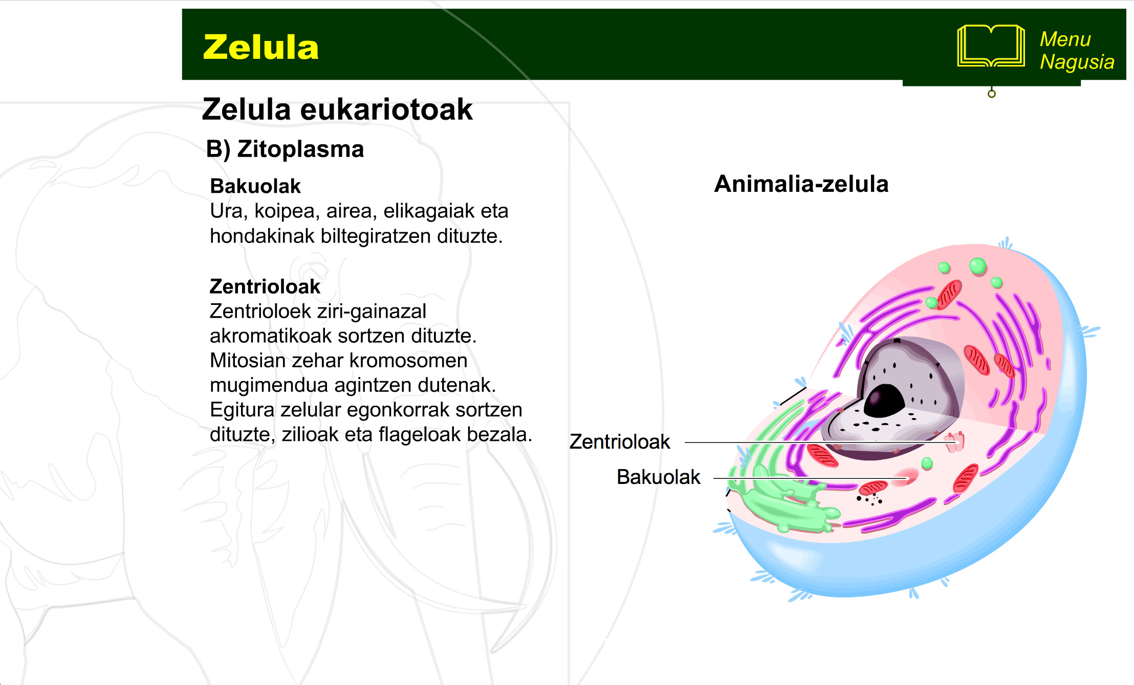 zelula-prokariotoa-eta-eukariotoa-12