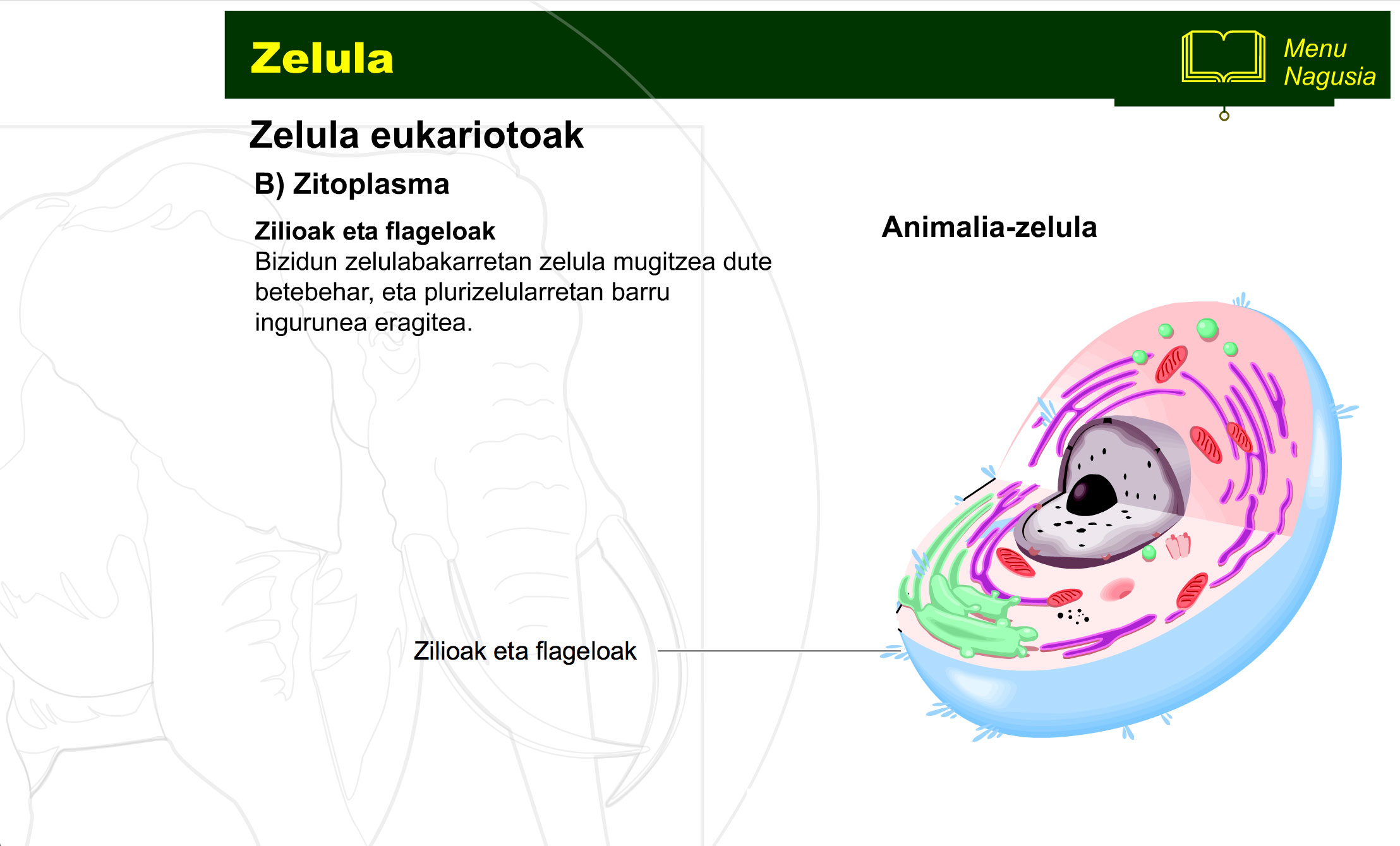 zelula-prokariotoa-eta-eukariotoa-13