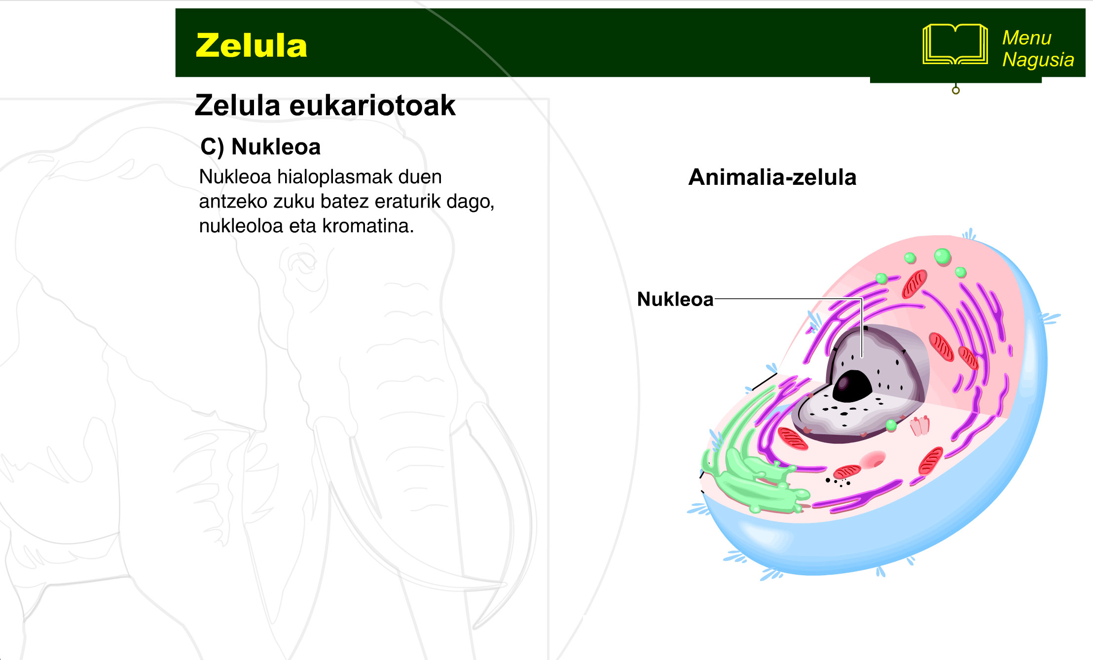 zelula-prokariotoa-eta-eukariotoa-14