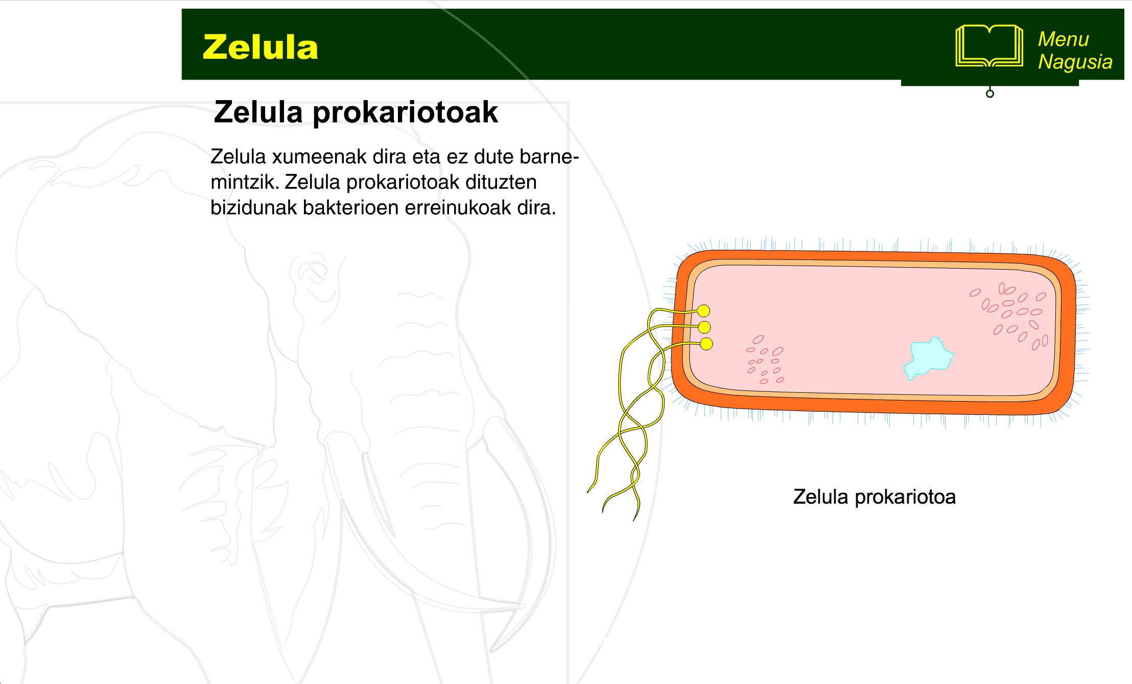 zelula-prokariotoa-eta-eukariotoa-2