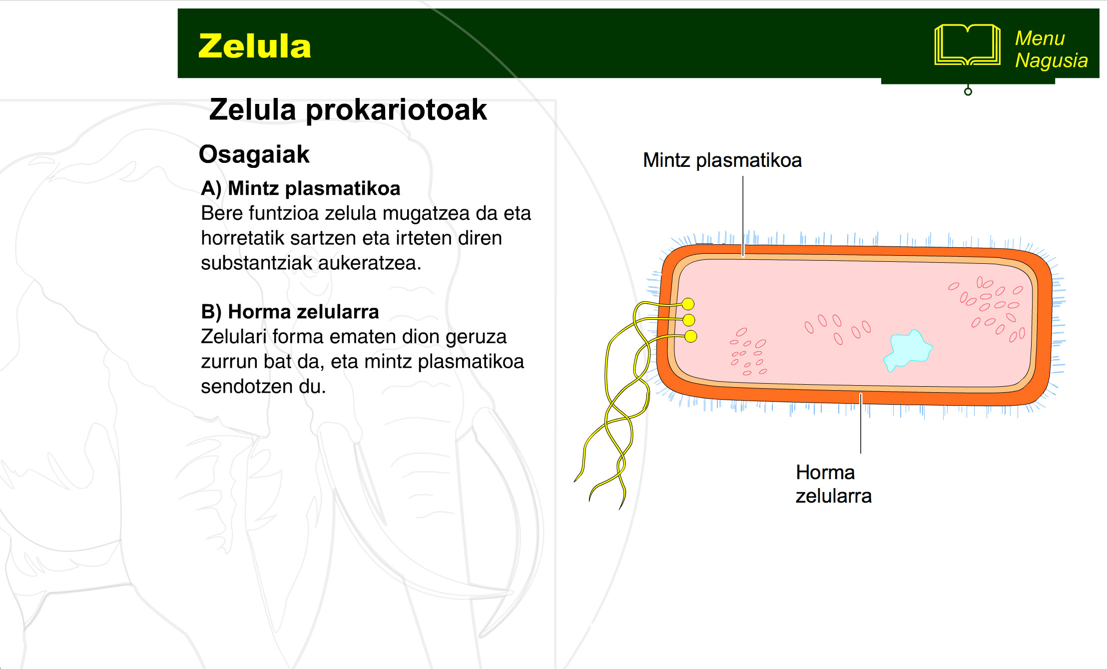 zelula-prokariotoa-eta-eukariotoa-3