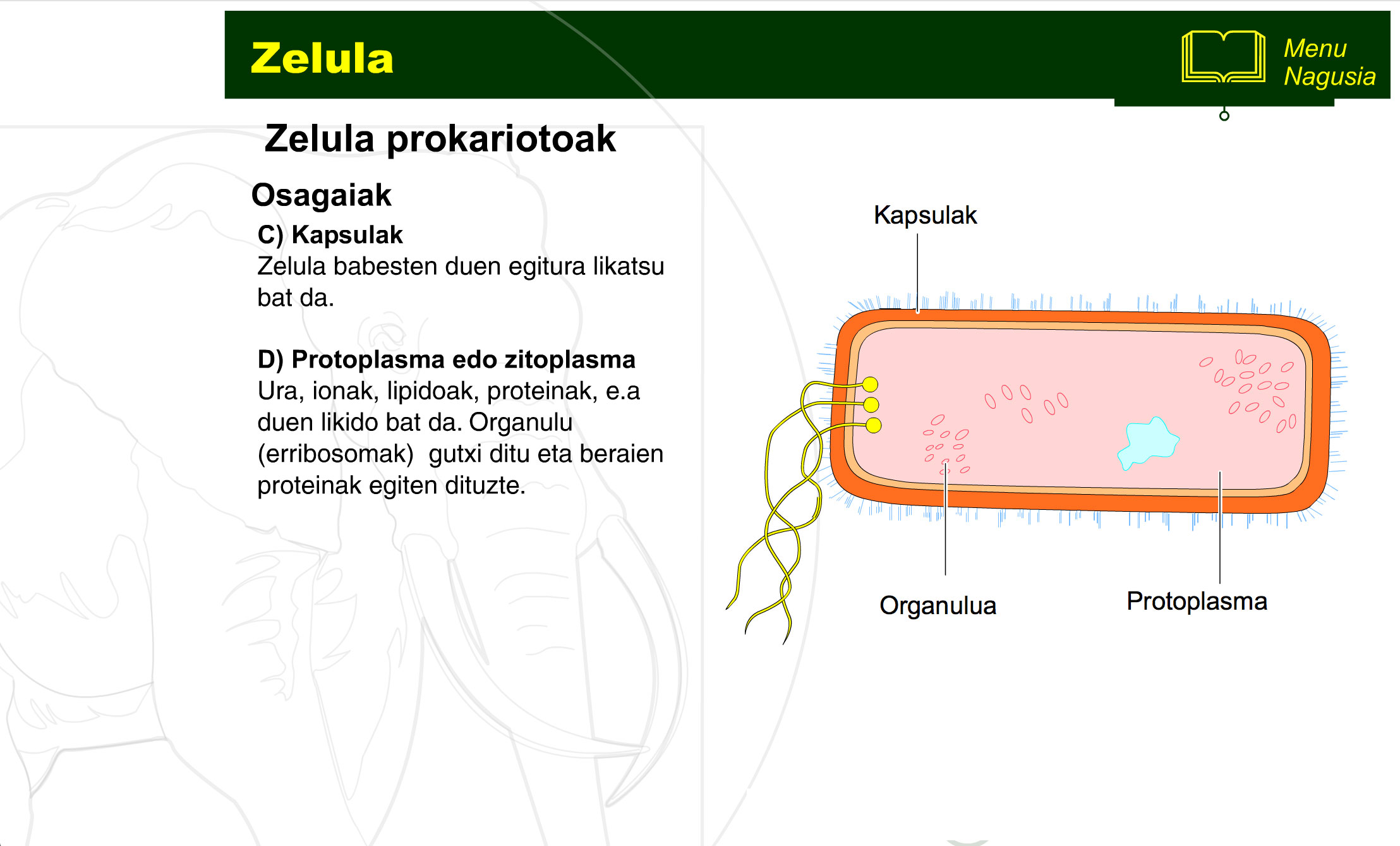 zelula-prokariotoa-eta-eukariotoa-4