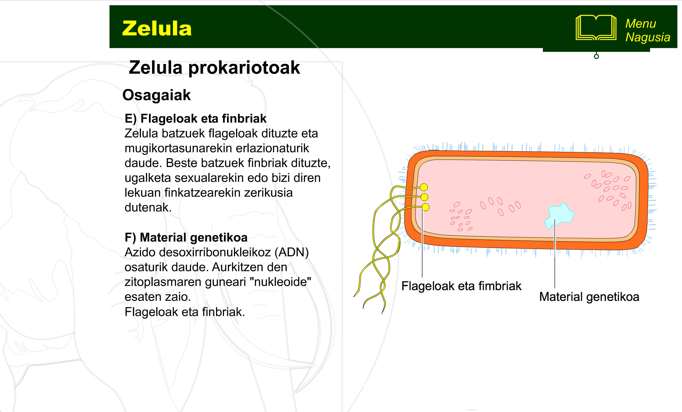 zelula-prokariotoa-eta-eukariotoa-5