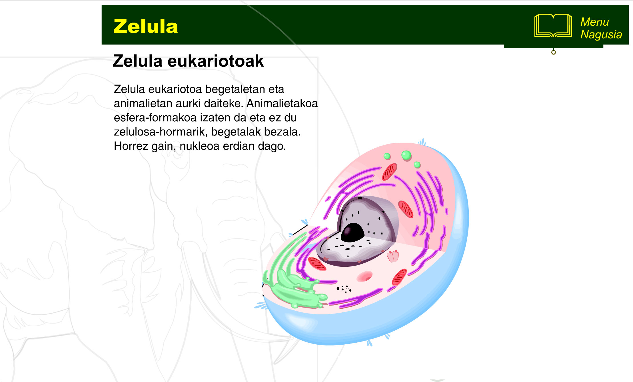 zelula-prokariotoa-eta-eukariotoa-6