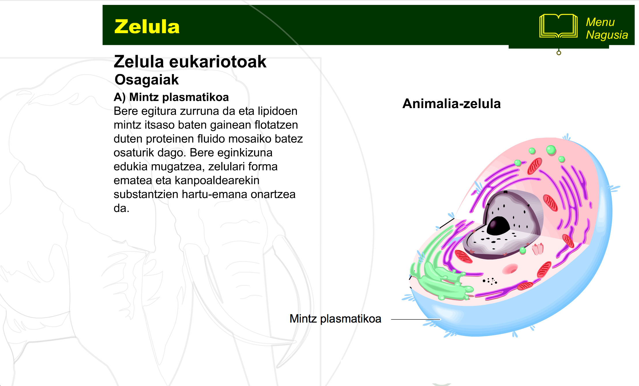 zelula-prokariotoa-eta-eukariotoa-7