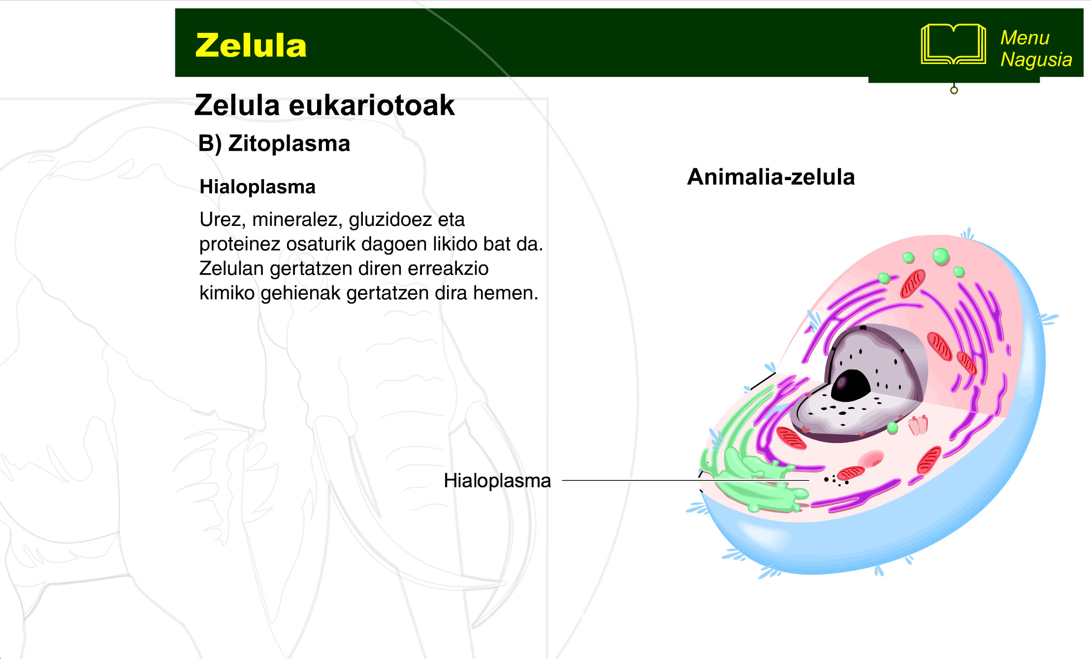 zelula-prokariotoa-eta-eukariotoa-8