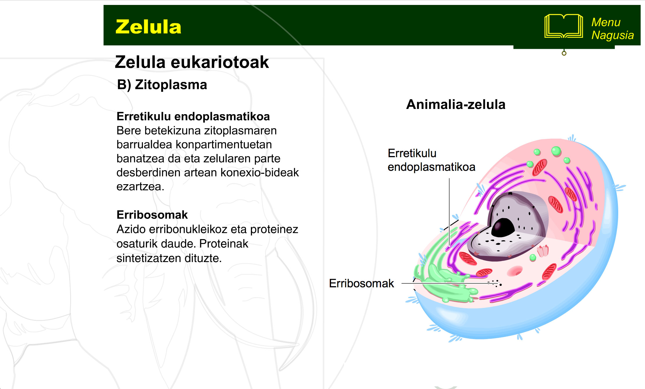 zelula-prokariotoa-eta-eukariotoa-9