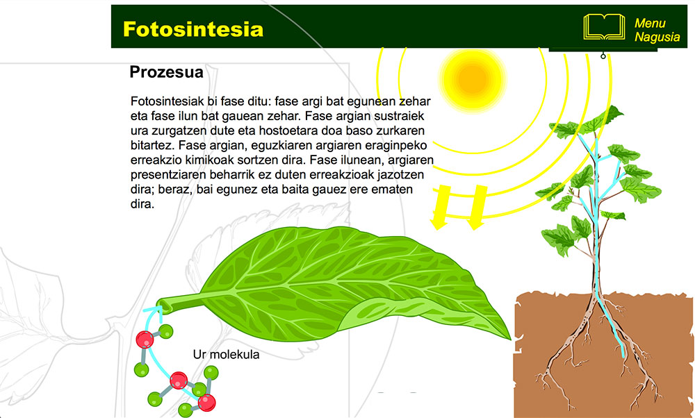 Fotosintesia 2