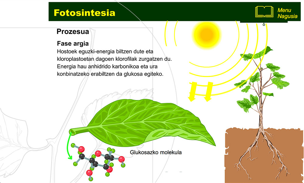 Fotosintesia 3