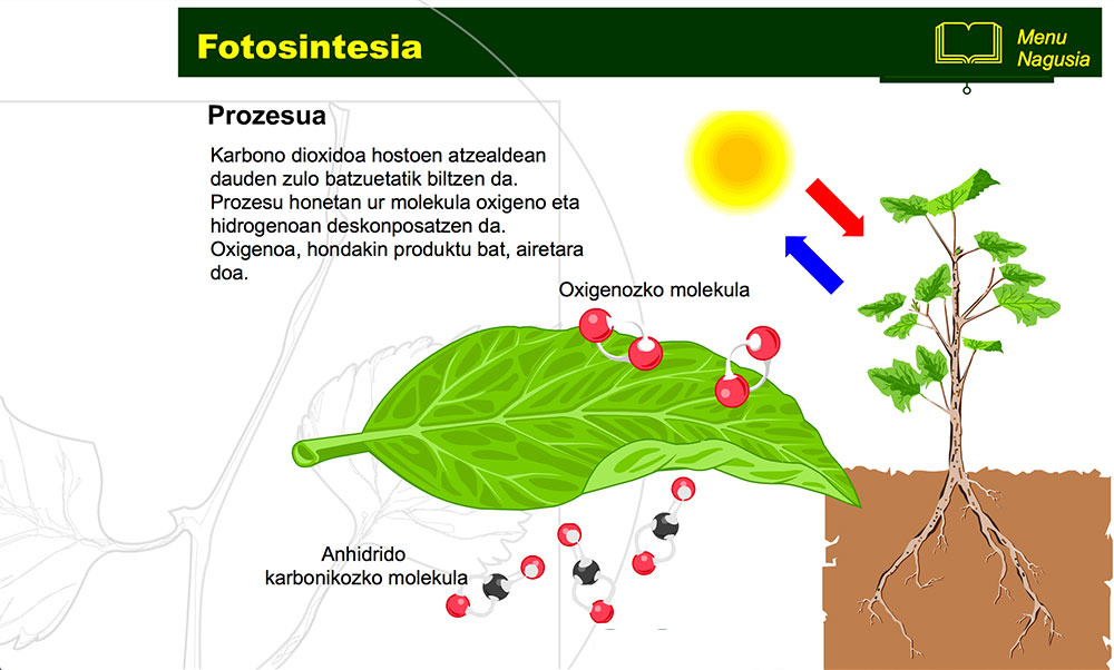 Fotosintesia 4