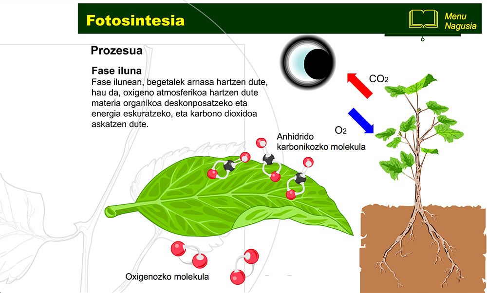 Fotosintesia 5
