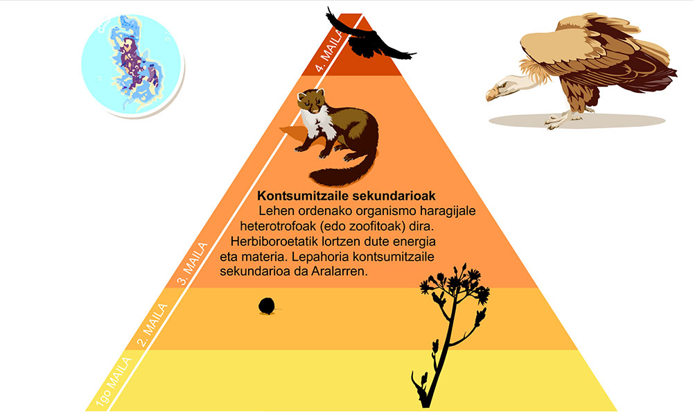 Elika katea Aralaren - Kontsumitzaile sekundarioak