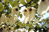 Davidia involucrata