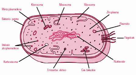 Zelula prokariotoa