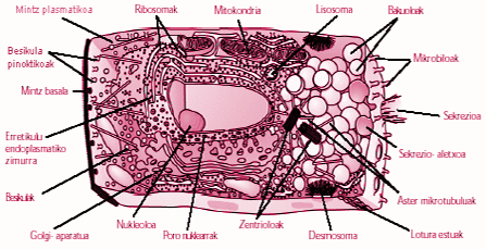 Zelula eukariotoa