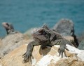 Iguana