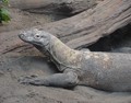 Komodoko dragoia